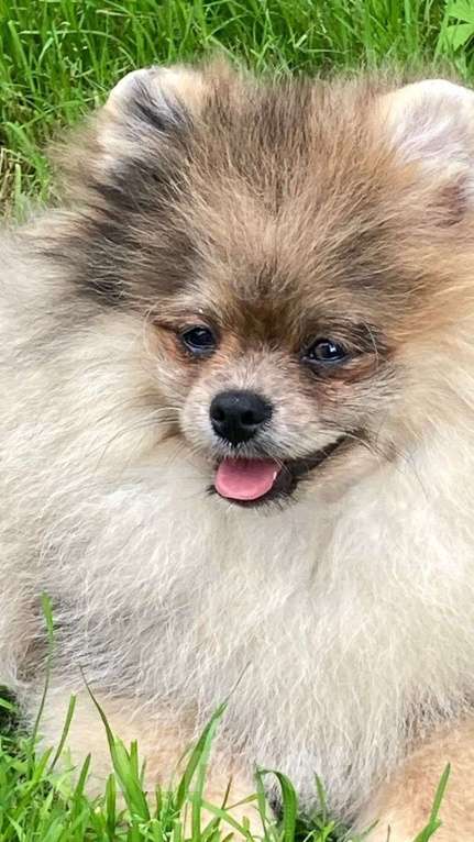 Собаки в Санкт-Петербурге: Померанский шпиц мальчик Мальчик, 25 000 руб. - фото 2