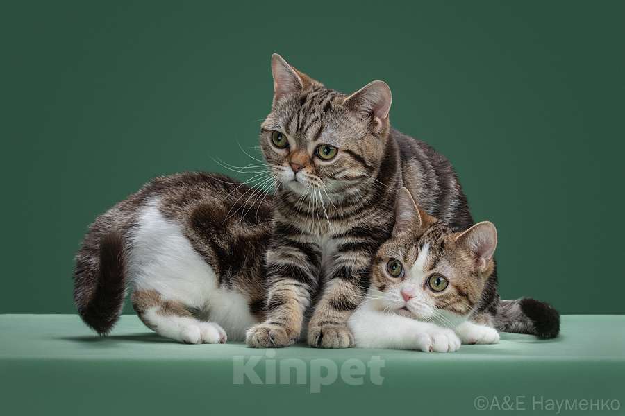 Кошки в Ликино-Дулево: Американская короткошерстная Девочка, Бесплатно - фото 4