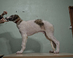 Собаки в Лобне: Щенки РПБ, кобели и суки Мальчик, 40 000 руб. - фото 4