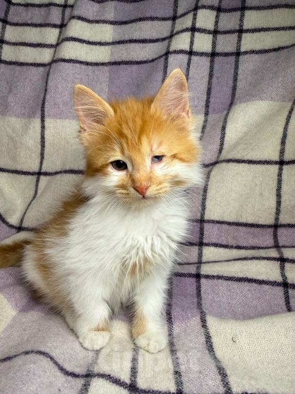 Кошки в Сосновом Бору: Котенок Винни Мальчик, Бесплатно - фото 7