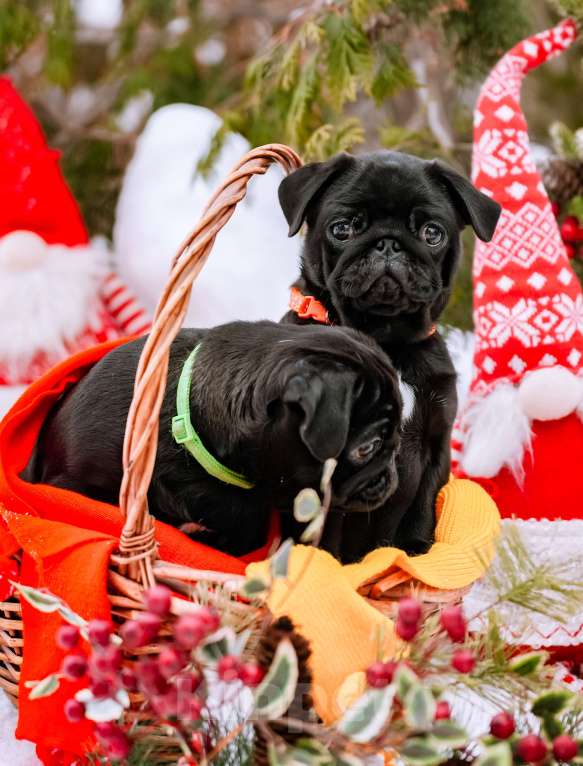 Собаки в Новосибирске: Мопс Сильвана Ветрокрылая Девочка, 60 000 руб. - фото 7