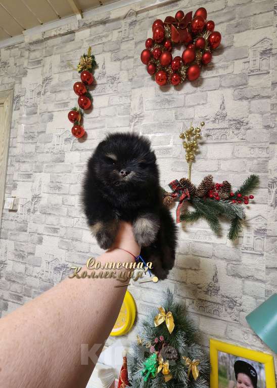 Собаки в Москве: Шпиц померанский мальчик медвежоночек Мальчик, Бесплатно - фото 2