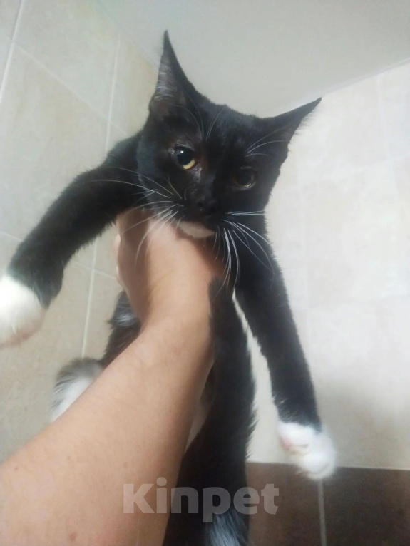 Кошки в Балашихе: Отдам в добрые руки котенка Девочка, Бесплатно - фото 2