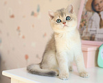 Кошки в Новосибирске: Котята золотая шиншилла  Мальчик, 90 000 руб. - фото 2