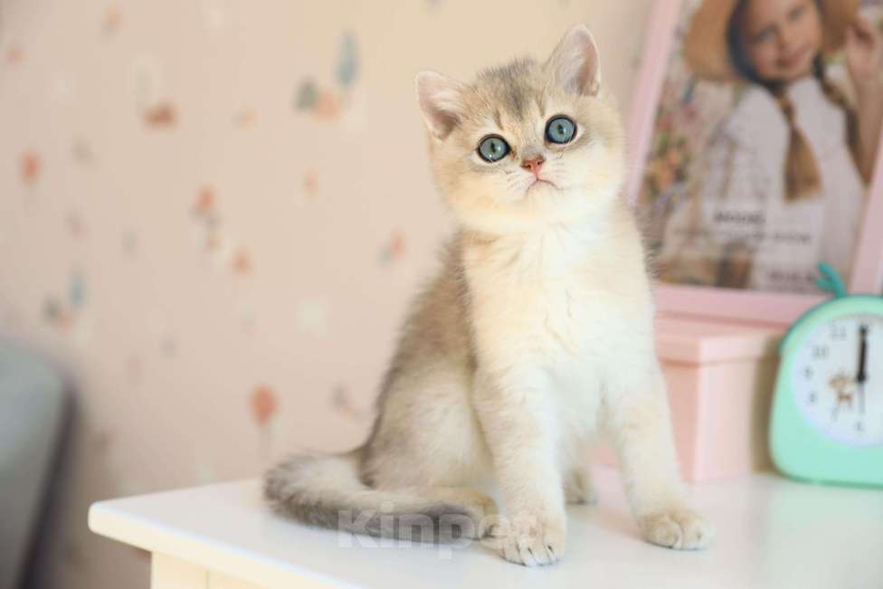 Кошки в Новосибирске: Котята золотая шиншилла  Мальчик, 90 000 руб. - фото 2