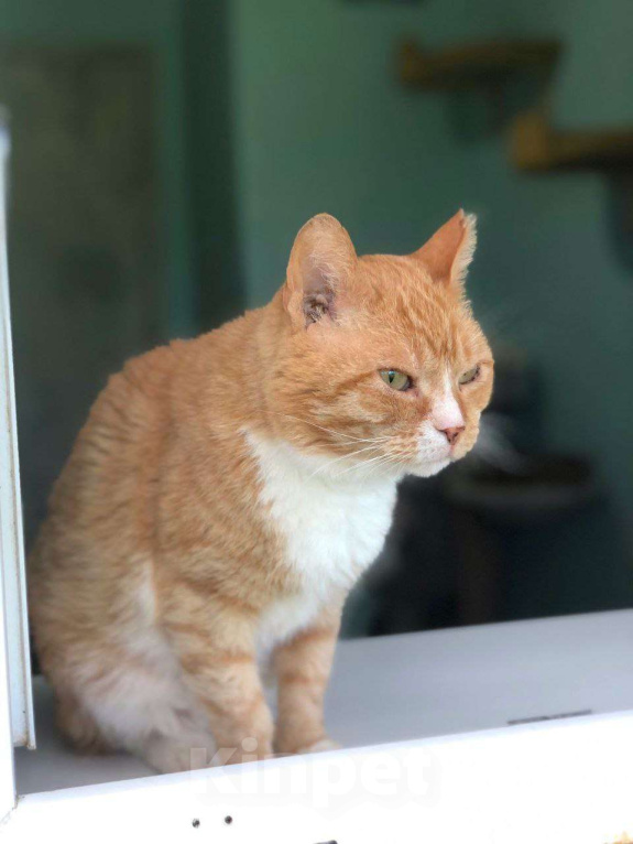 Кошки в Дмитрове: Выброшен, предан и никому не нужен. Мальчик, Бесплатно - фото 1