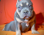 Собаки в Пушкино: Девочка - булли Девочка, 80 000 руб. - фото 6