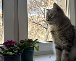 Кошки в Москве: Персидская, взрослая кошка Девочка, Бесплатно - фото 1