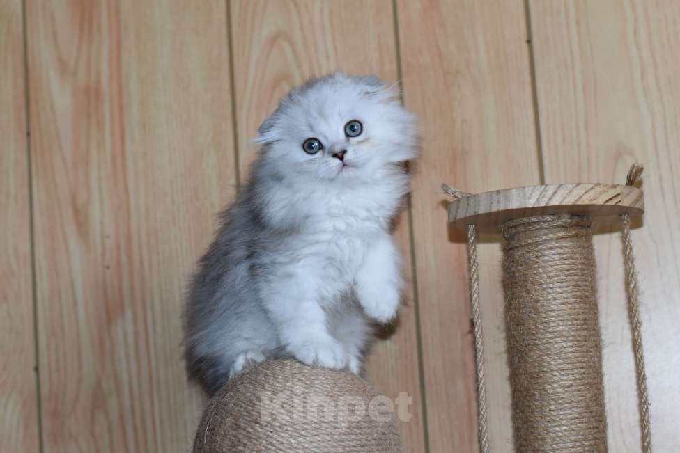 Кошки в Санкт-Петербурге: Скоттиш фолд Мальчик, 45 000 руб. - фото 3