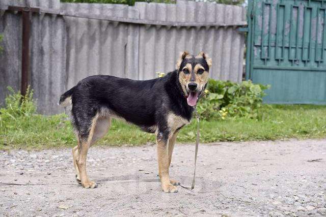 Собаки в Пушкино: отдам собаку Девочка, Бесплатно - фото 5