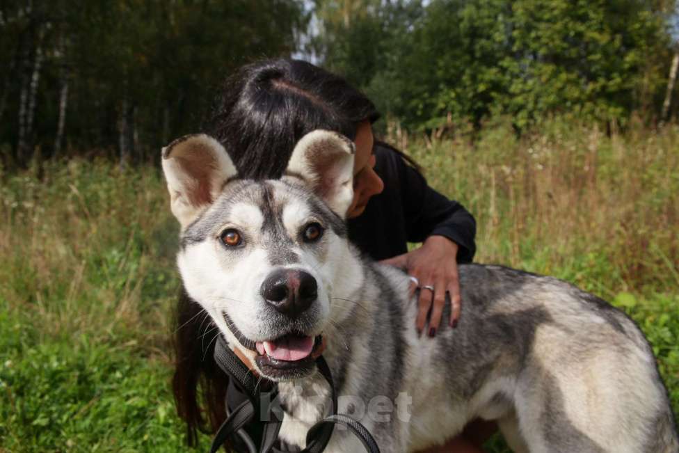 Собаки в Москве: Серенький Мальчик, Бесплатно - фото 37