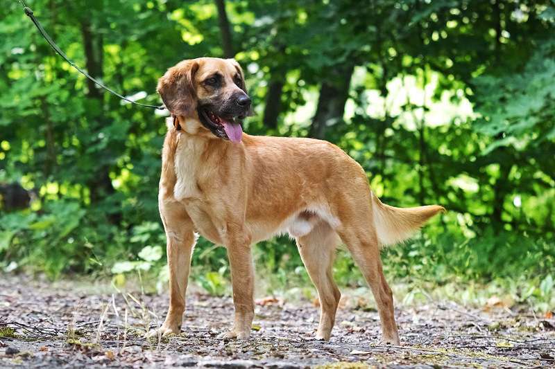 Собаки в Москве: Рыжий спаниель Ларсен в добрые руки Мальчик, Бесплатно - фото 2