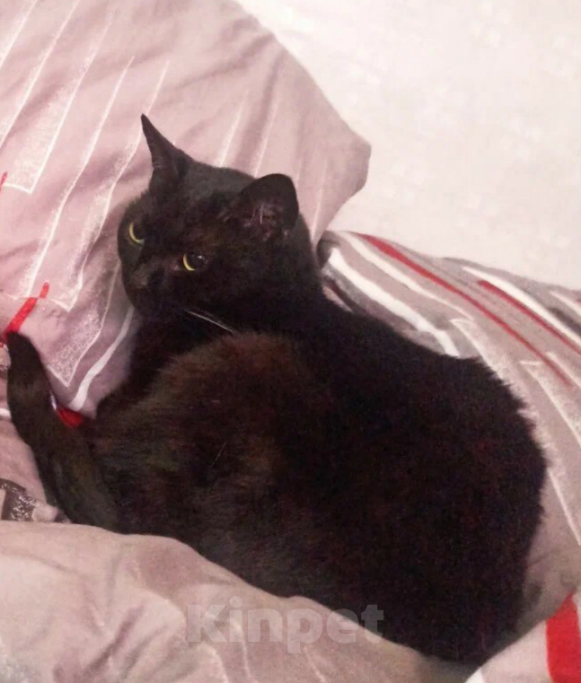 Кошки в Санкт-Петербурге: Потерялась кошка!! Девочка, 2 000 руб. - фото 2