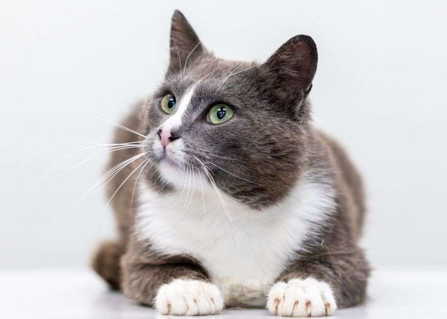 Кошки в Москве: Кот Амур в добрые руки  Мальчик, Бесплатно - фото 1