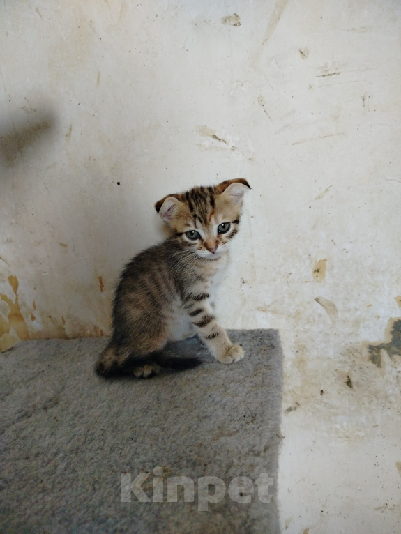Кошки в Ростове-на-Дону: Шотландское семейство Мальчик, Бесплатно - фото 3