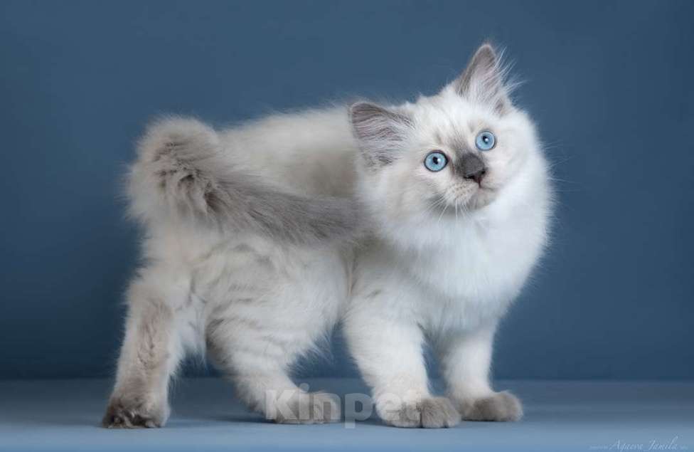 Кошки в Москве: Невская кошечка Девочка, Бесплатно - фото 3