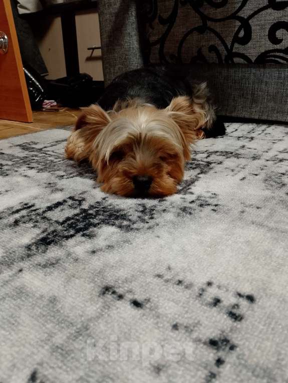 Собаки в Ижевске: йоркширский терьер мальчик 3 месяца Мальчик, 20 000 руб. - фото 2
