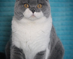 Кошки в Магнитогорске: Coco Marshmallow Девочка, 35 000 руб. - фото 1