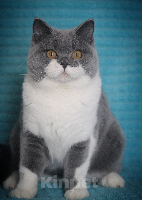 Кошки в Магнитогорске: Coco Marshmallow Девочка, 35 000 руб. - фото 1