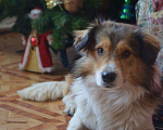 Собаки в Краснодаре: Словно герой из мультика ЯРКИЙ БОБА! Мальчик, Бесплатно - фото 5