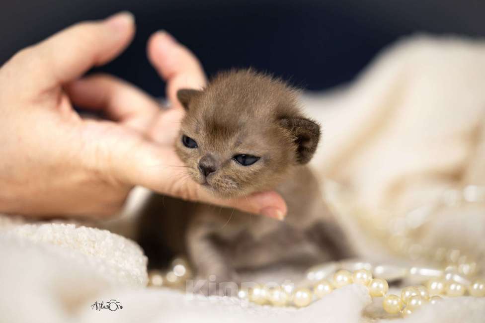 Кошки в Москве: Бурманские котята Девочка, 150 000 руб. - фото 3