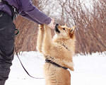 Собаки в Москве: Собака в добрые руки Мальчик, 1 руб. - фото 2