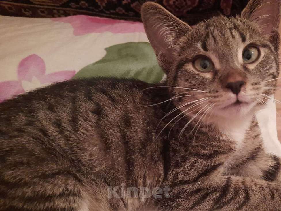 Кошки в Москве: Когда только учишься строить глазки Девочка, Бесплатно - фото 5