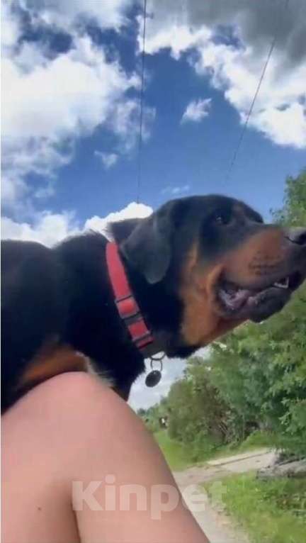 Собаки в других городах Московской области: Рагнар,добрый подросток Мальчик, Бесплатно - фото 4