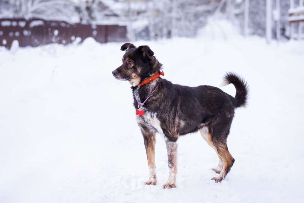 Собаки в Москве: небольшой пёсик ищет дом Мальчик, Бесплатно - фото 5