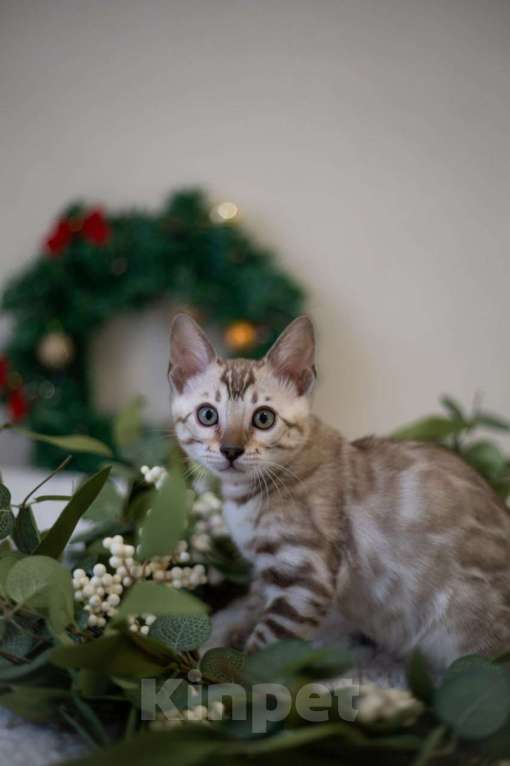 Кошки в Москве: Амелия Девочка, 60 000 руб. - фото 2