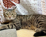Кошки в Москве: Шикарный тигренок Шейн молодой котик в добрые руки Мальчик, Бесплатно - фото 3