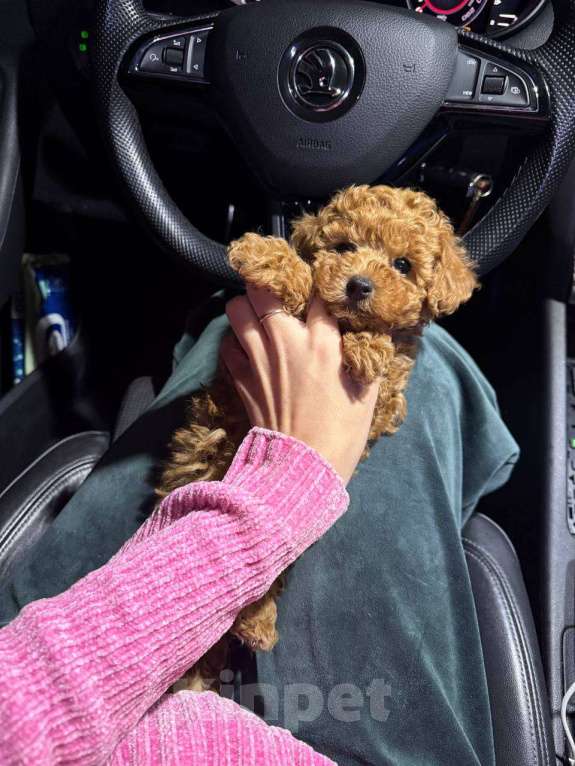 Собаки в Москве: Хантер Мальчик, 130 000 руб. - фото 1