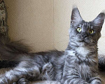 Кошки в Москве: Мейн кун, кошечка. Девочка, 6 000 руб. - фото 7