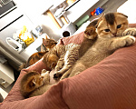 Кошки в Тюмени: Котята золотая шиншила Мальчик, 20 000 руб. - фото 1