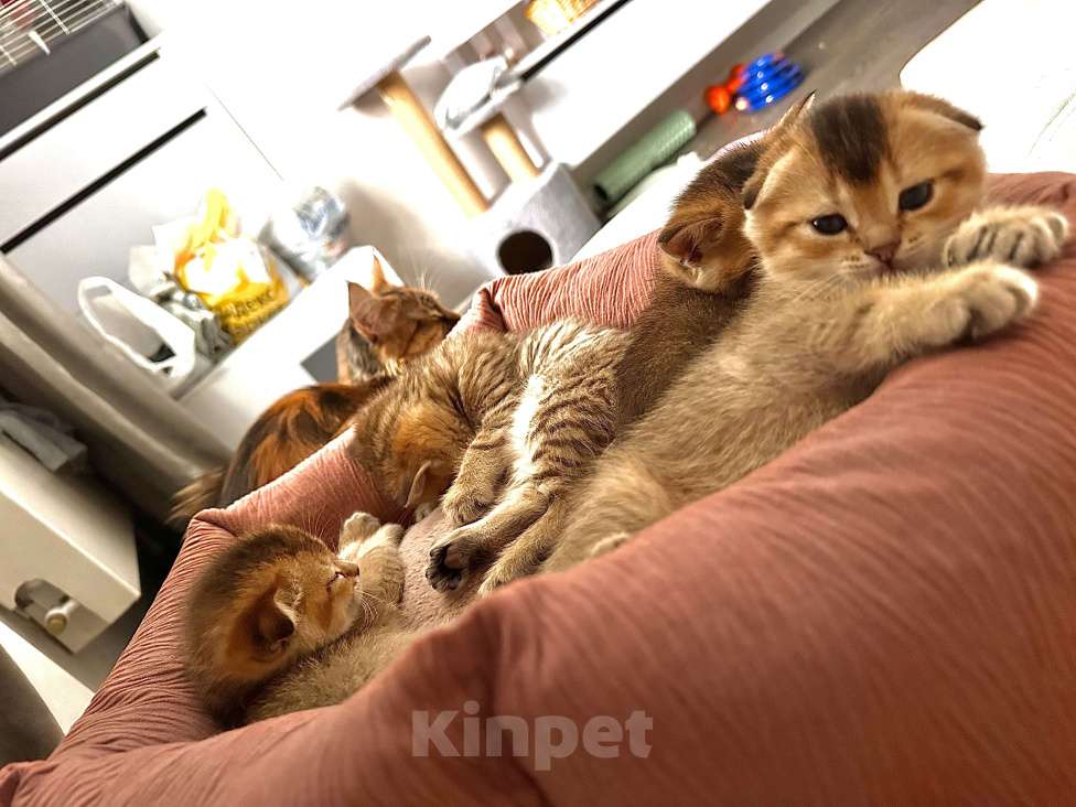 Кошки в Тюмени: Котята золотая шиншила Мальчик, 20 000 руб. - фото 1