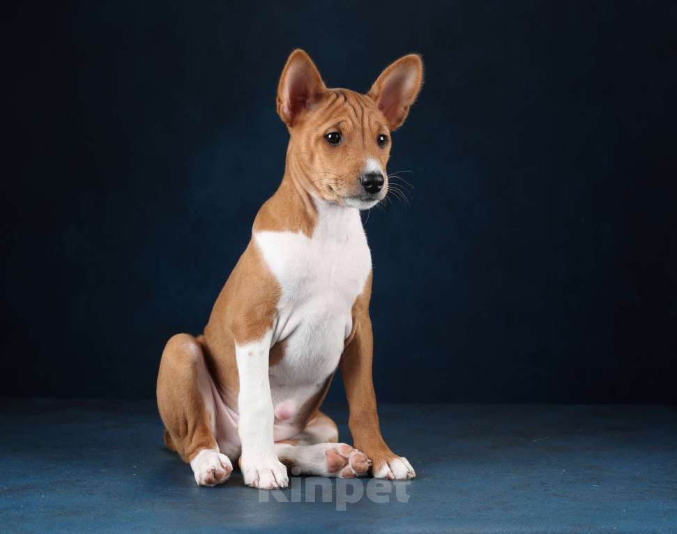 Собаки в Санкт-Петербурге: Щенки басенджи Мальчик, Бесплатно - фото 4