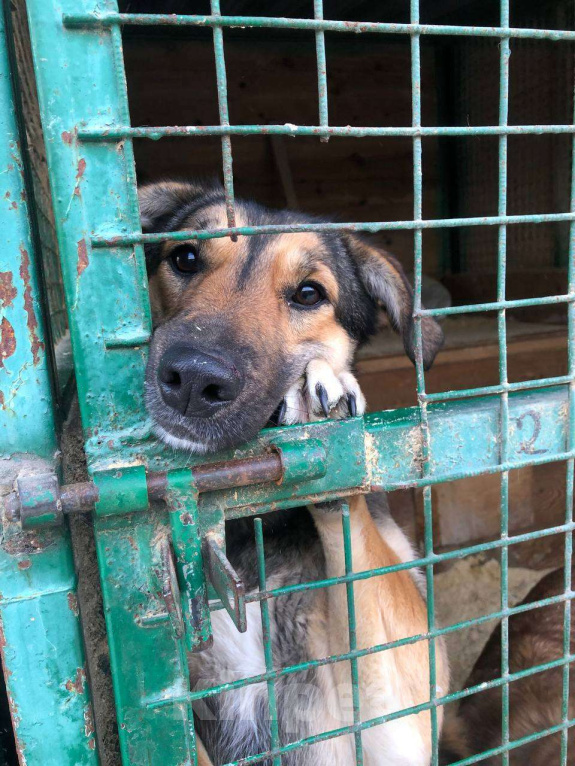 Собаки в Москве: Все детство в клетке... Девочка, Бесплатно - фото 1