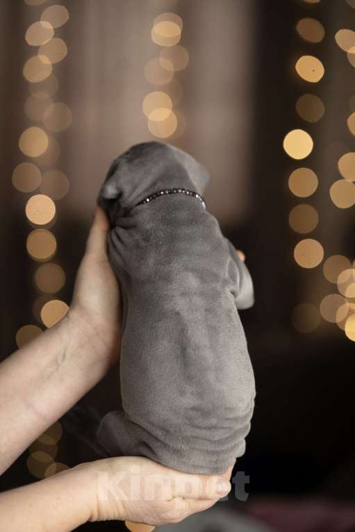 Собаки в Санкт-Петербурге: Щенок тайского риджбека Мальчик, 130 000 руб. - фото 5