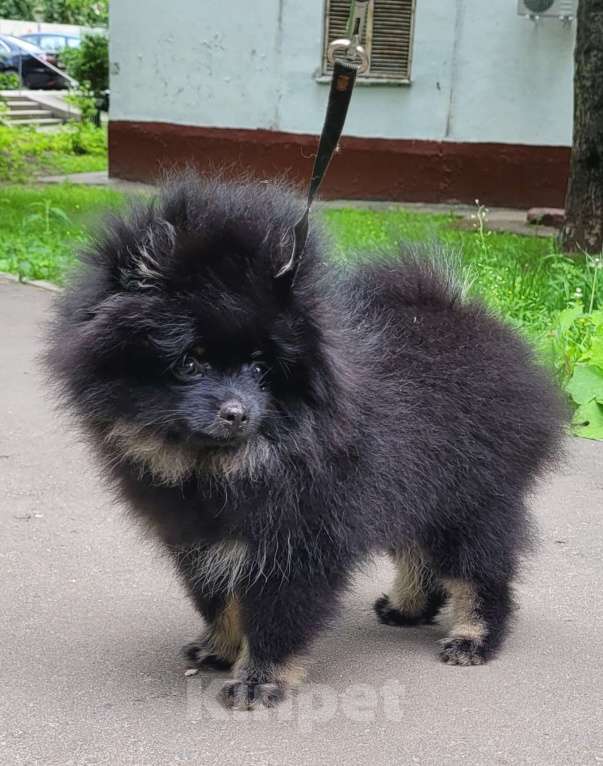 Собаки в Москве: Красивый мальчик Мальчик, Бесплатно - фото 2