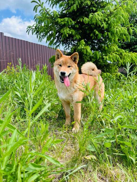 Собаки в Москве: Штурман. Самый лучший сиба  Мальчик, 40 000 руб. - фото 6