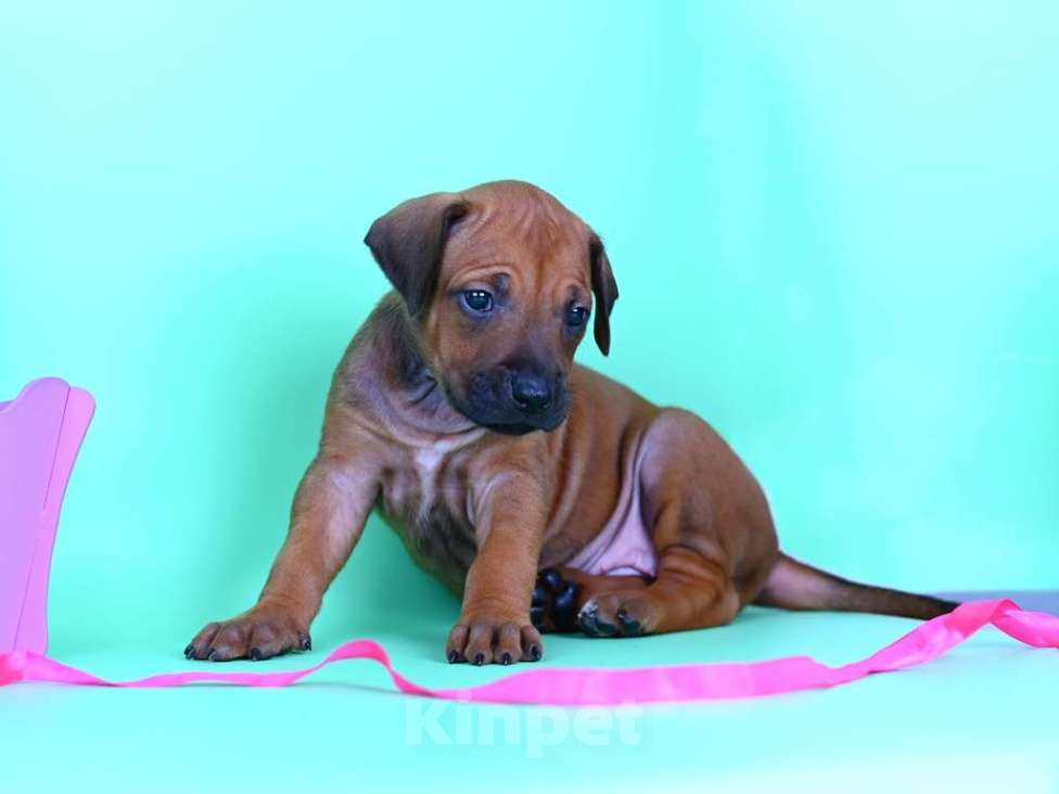 Собаки в Москве: Нежная девочка родезийского риджбека Девочка, 30 000 руб. - фото 2