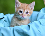 Кошки в Красногорске: Котенок Лео 2 месяца ищет дом  Мальчик, Бесплатно - фото 3