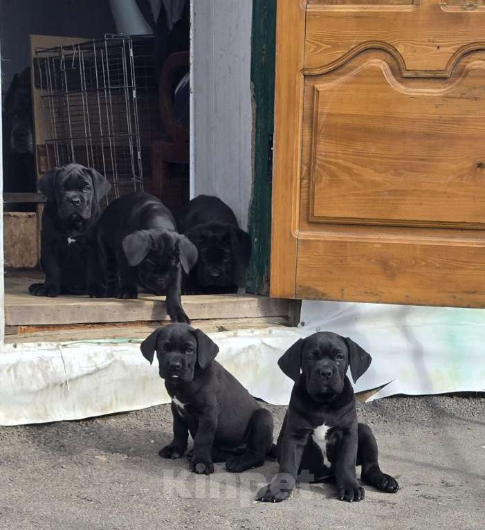 Собаки в Шахте: Мальчик Кане-Корсо  Мальчик, 40 000 руб. - фото 3