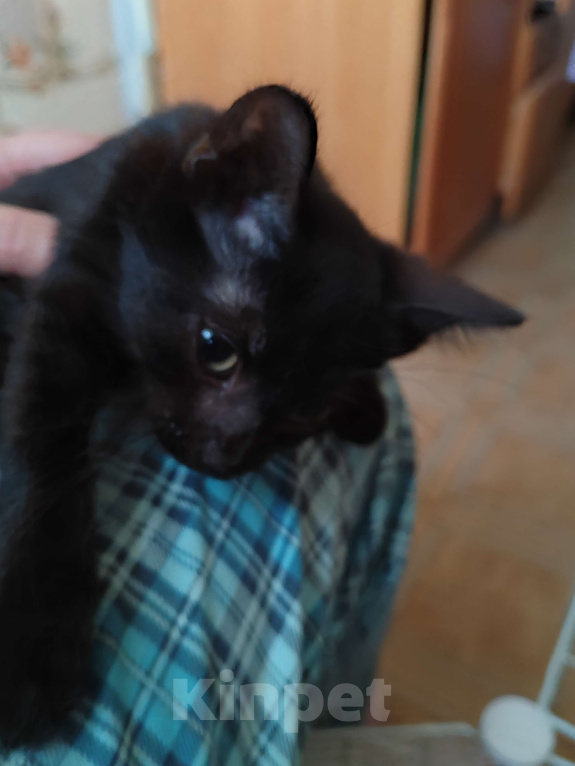 Кошки в Санкт-Петербурге: Уголёк на счастье! Мальчик, Бесплатно - фото 1