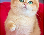 Кошки в Челябинске: Котенок британец Мальчик, 120 000 руб. - фото 1