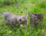 Кошки в Москве: Котята Мальчик, Бесплатно - фото 3