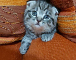 Кошки в Кулебаках: Котятки, 6 000 руб. - фото 2
