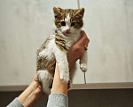 Кошки в Красногорске: Котенок Олаф 1,5 месяца в добрые руки  Мальчик, Бесплатно - фото 4