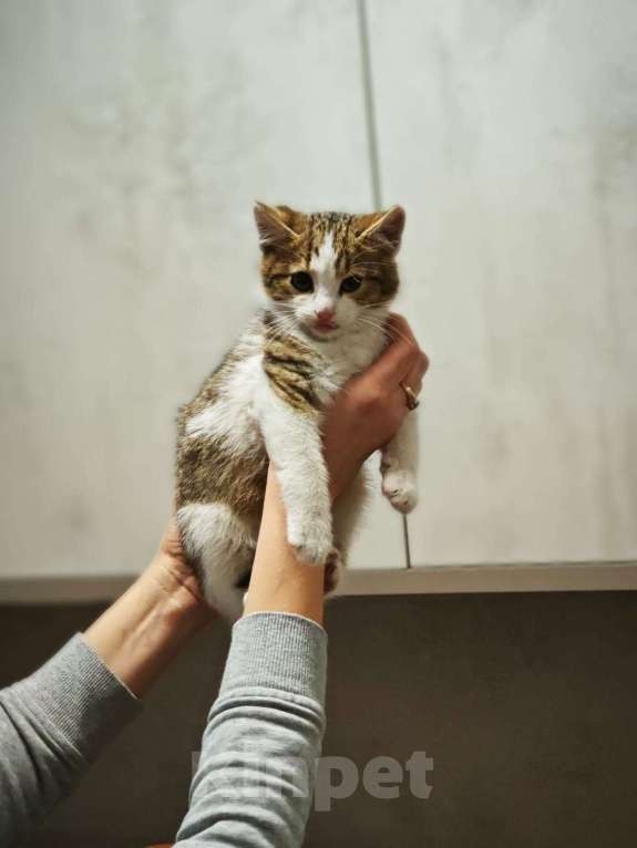 Кошки в Красногорске: Котенок Олаф 1,5 месяца в добрые руки  Мальчик, Бесплатно - фото 4