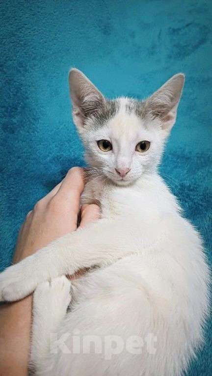 Кошки в Москве: Котята в добрые руки Мальчик, Бесплатно - фото 2